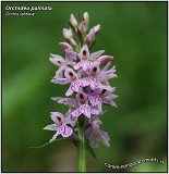 Orchidea palmata -1-